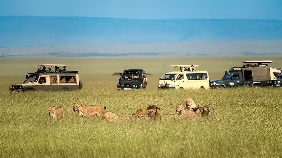 etawah jungle safari