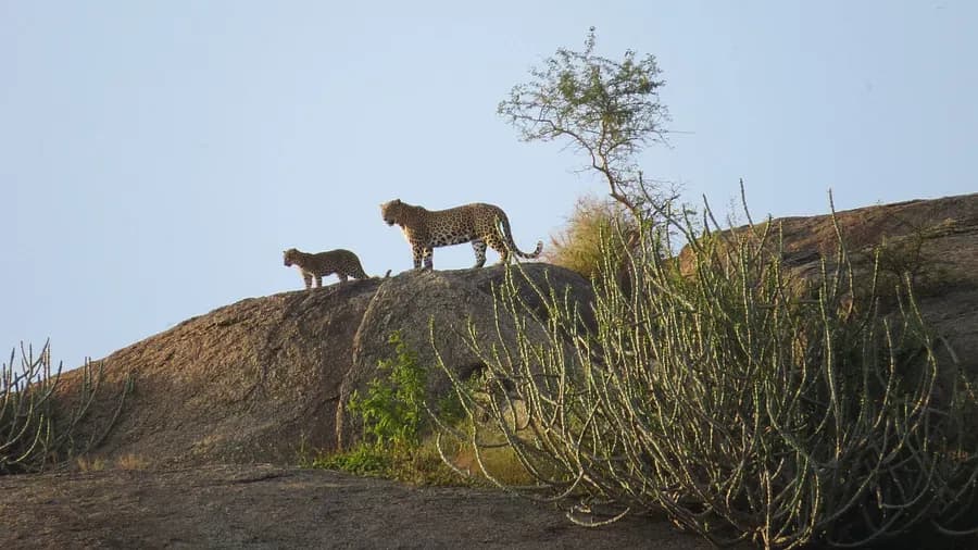 leopard safari in jawai