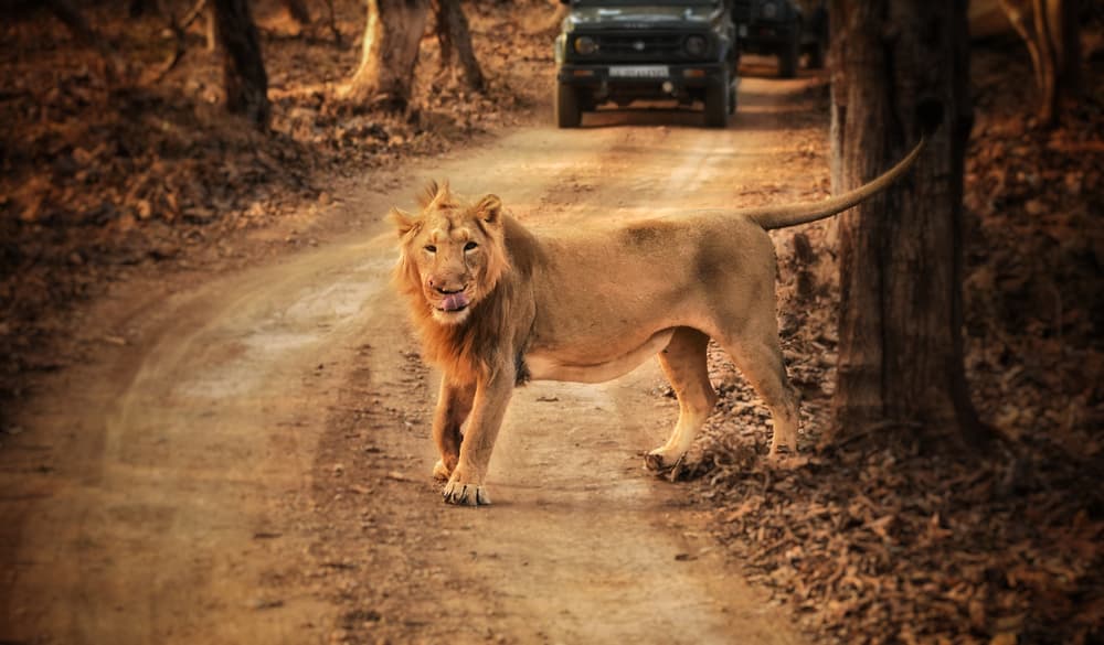 why stay near gir national park: a unique experience